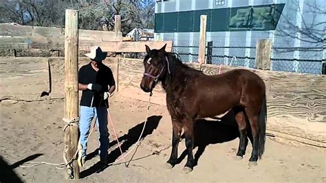 videos of wild mustang horses being trained